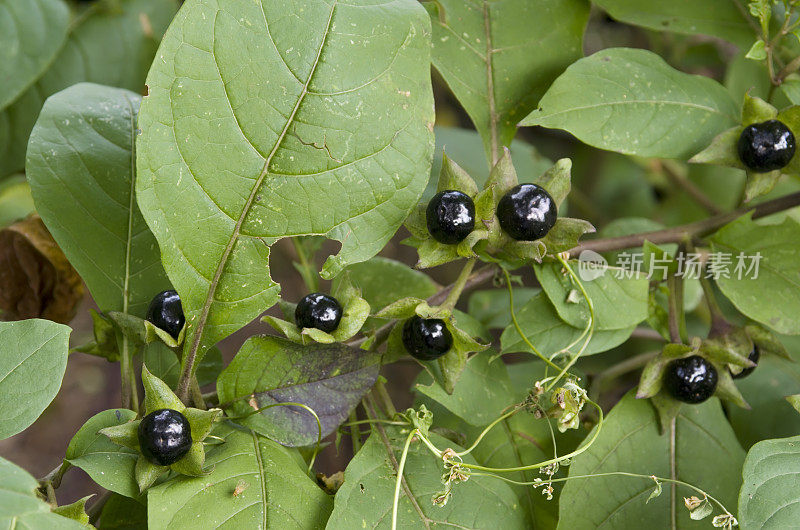 致命的茄(Atropa bella-donna)浆果